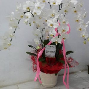 Bunga Meja = 249