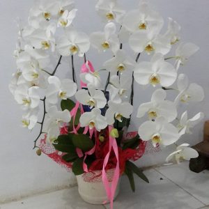 Bunga Meja = 248