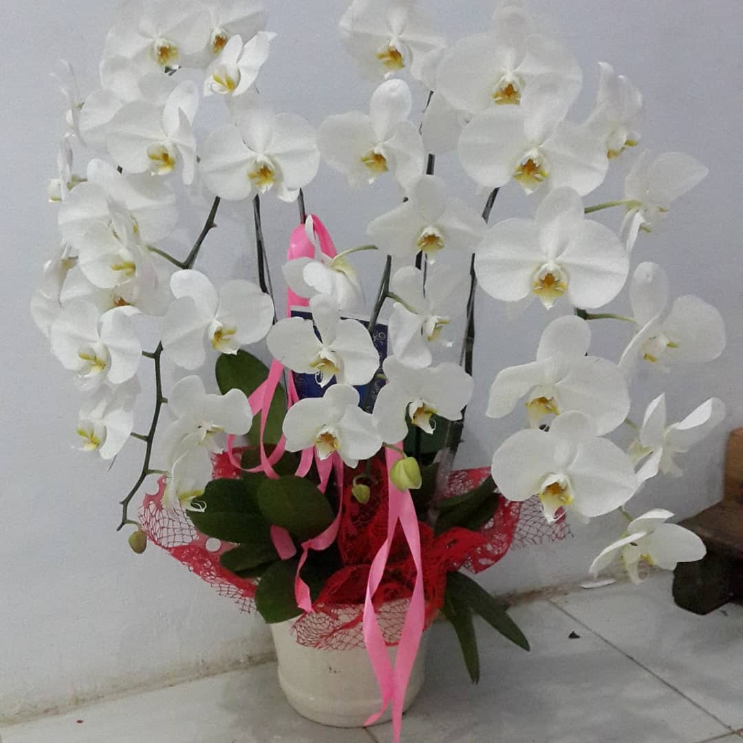 Bunga Meja = 248