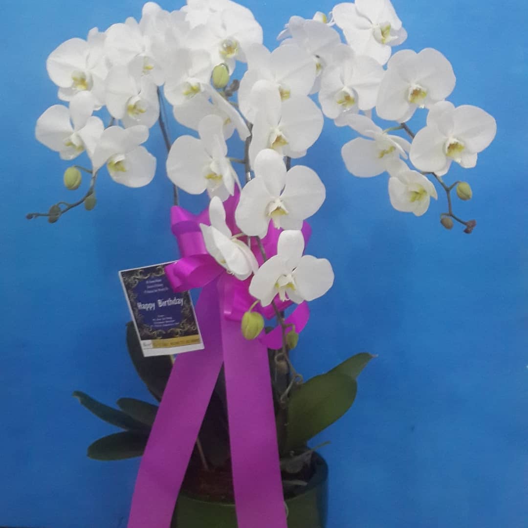 Bunga Meja = 245